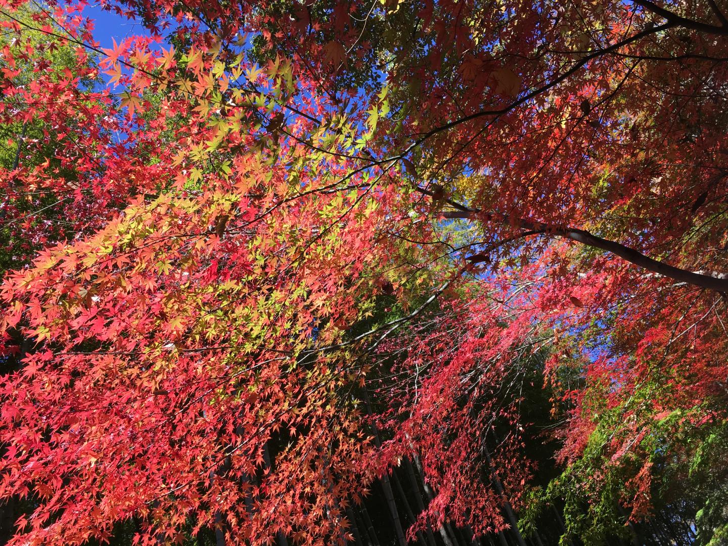 74E7D455-42E9-4EFD-9A3D-3572599EB9AF