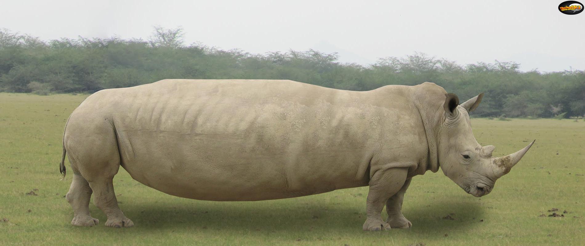RhinocéKel