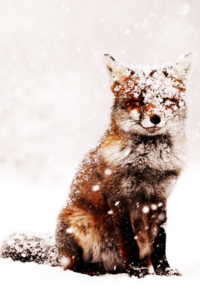 Renard02