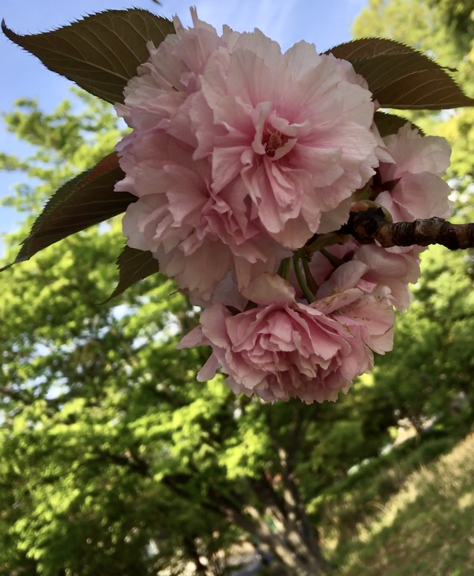 1C24128A-B86A-42BF-A957-DB5AE2E2E82D