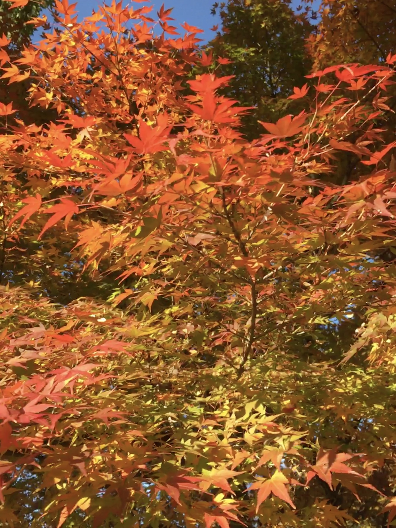 350E3E34-4C4D-4655-8FB1-0D00C74B2DC8