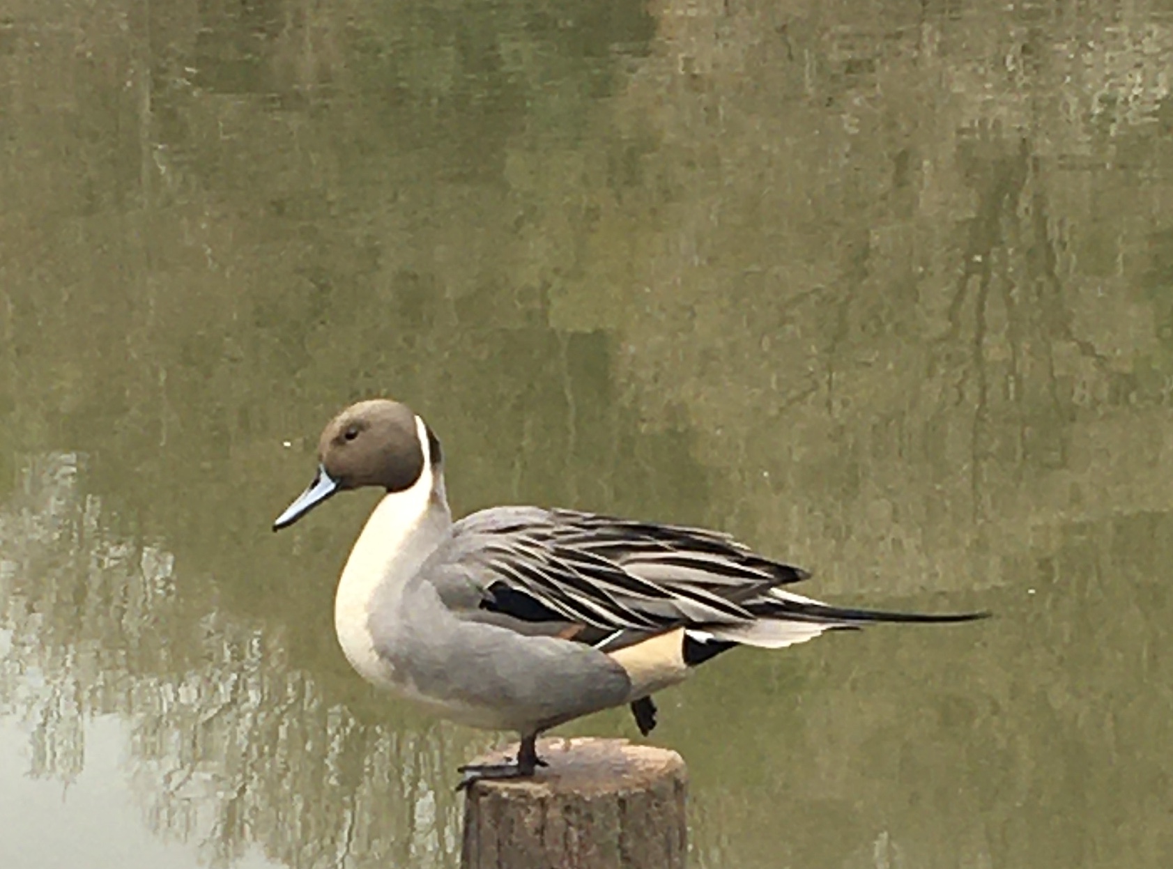 3D81A996-ABF4-41C5-BFD1-7779BED7E723