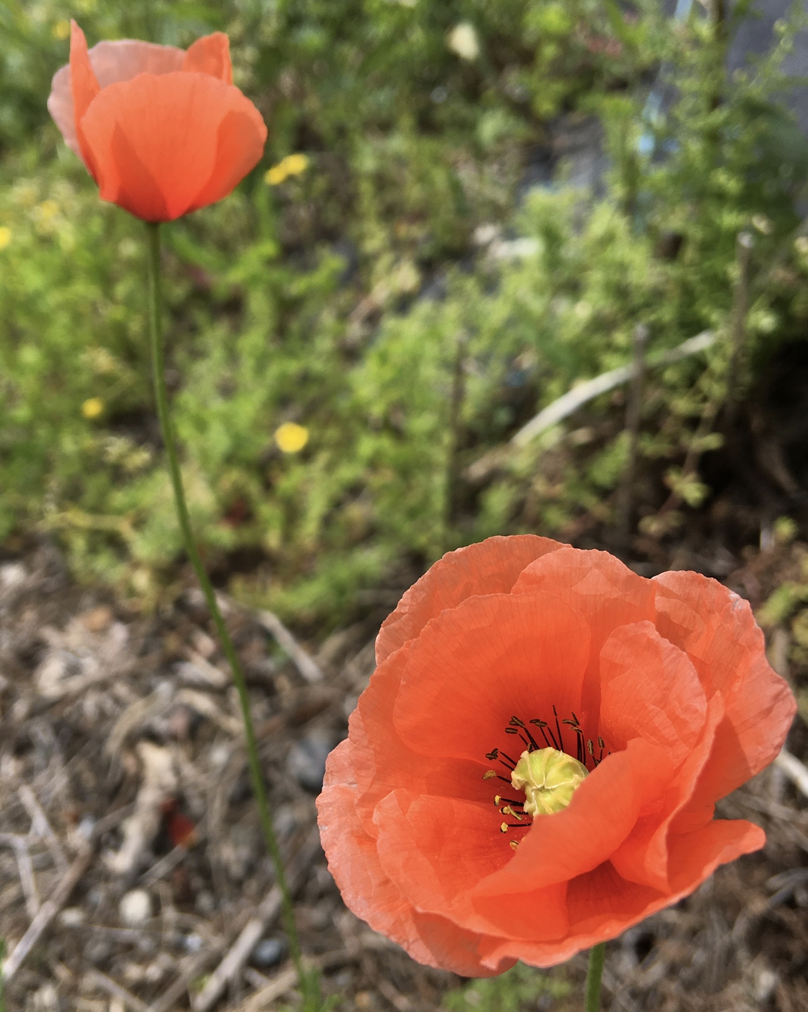 66CE8C17-7D2D-4290-A407-477E884639D7