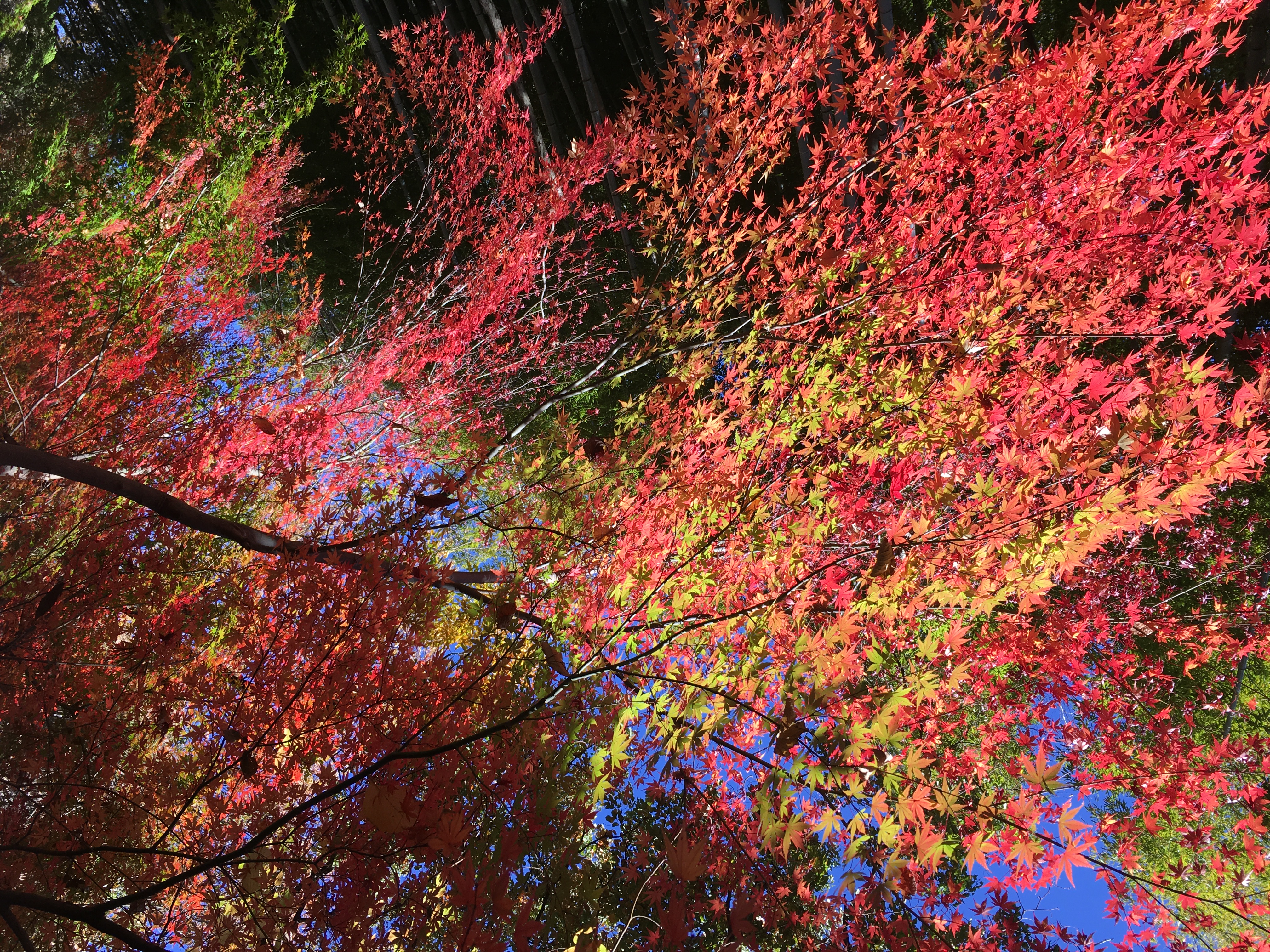 74E7D455-42E9-4EFD-9A3D-3572599EB9AF