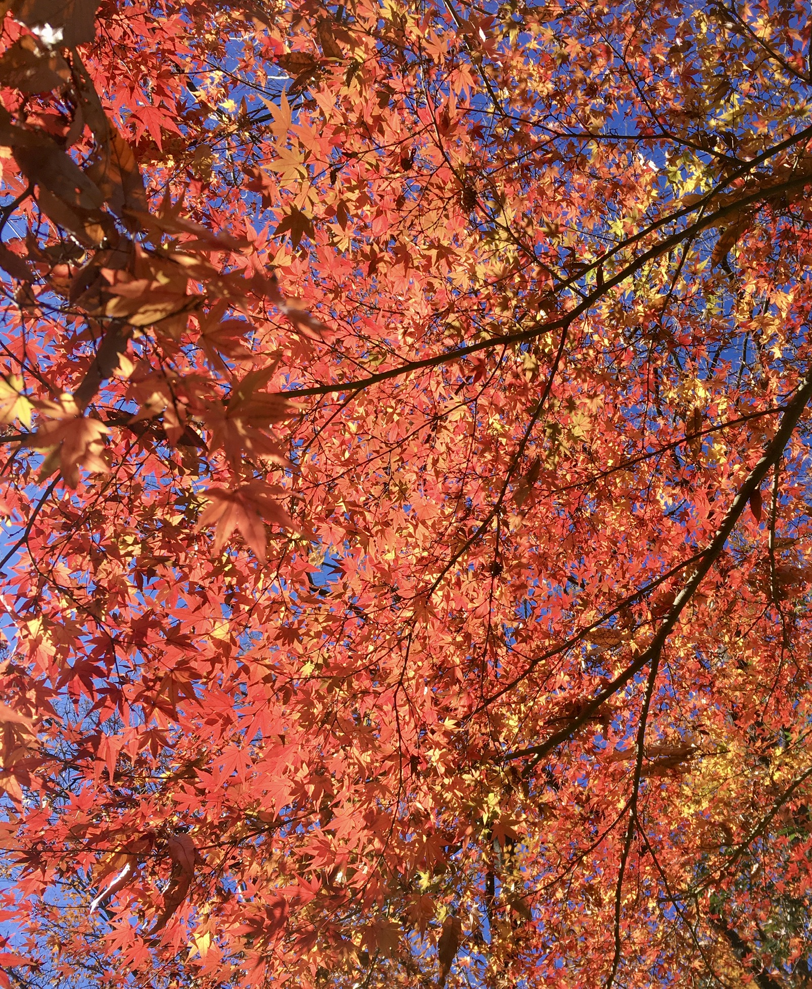 79BA777C-06DC-4809-B740-920D911DC82E