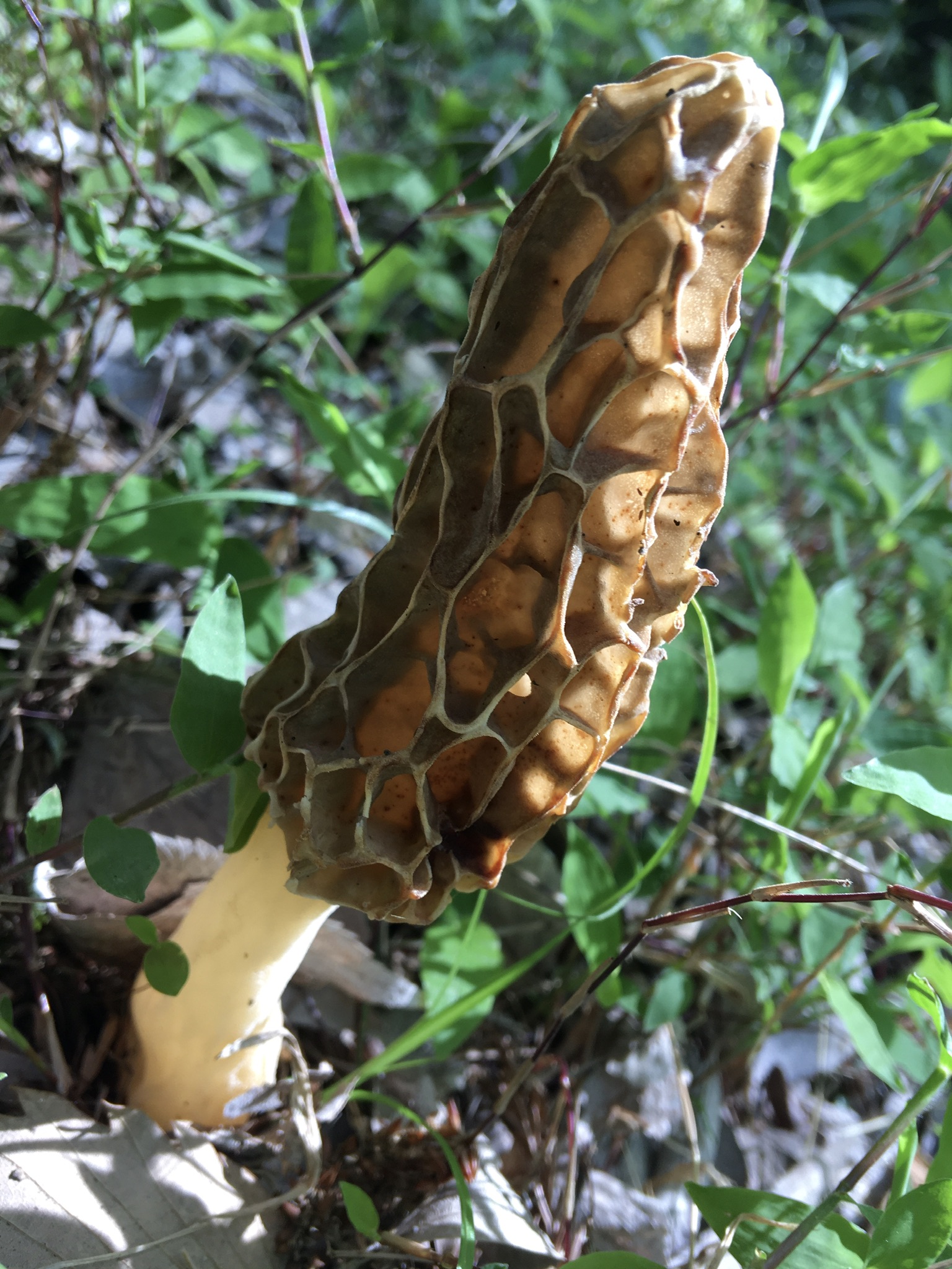 7EC7FAD8-17D7-4CD7-BB29-11F55F20E396