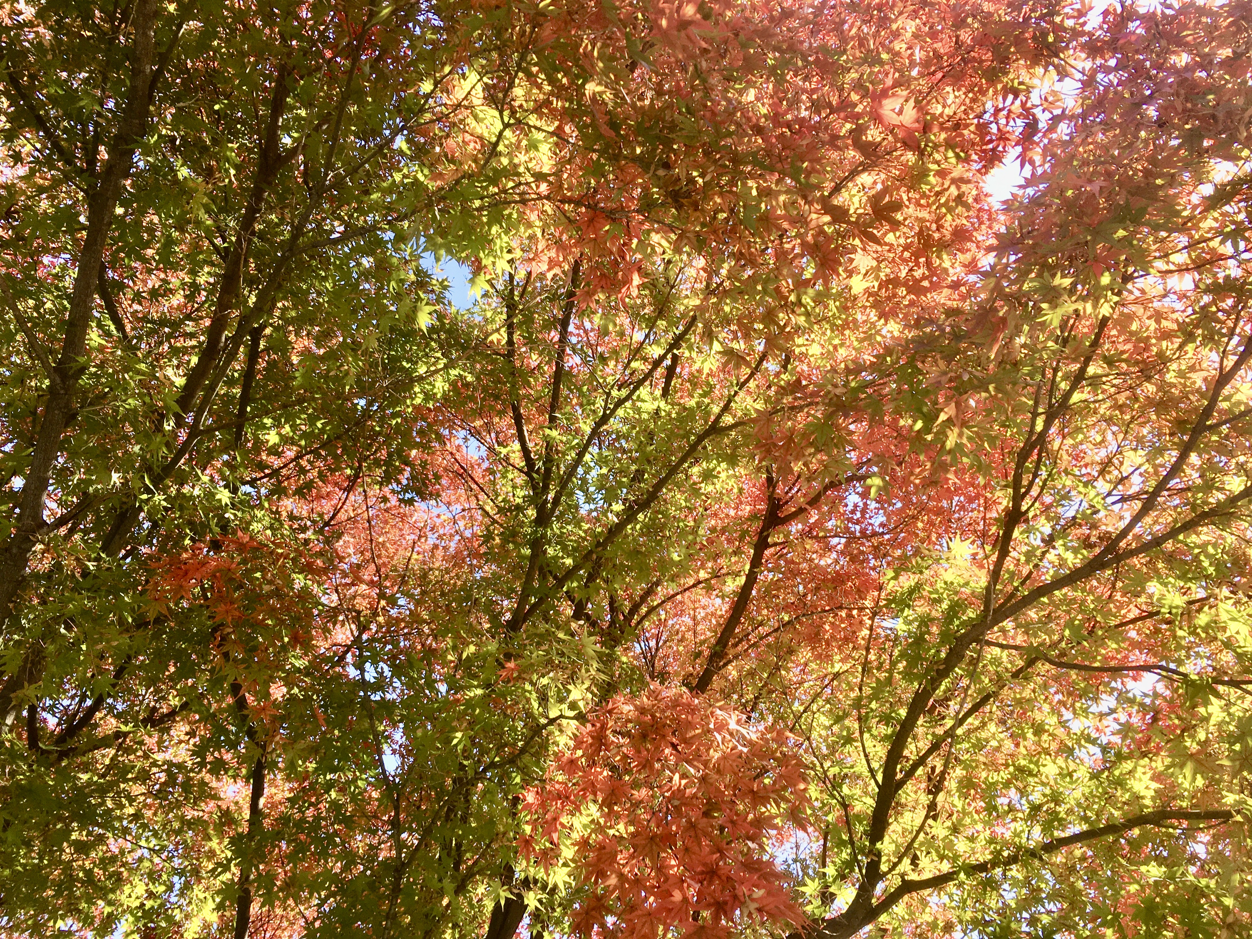 9699A109-E73A-431B-BBD4-027B1A9918C2