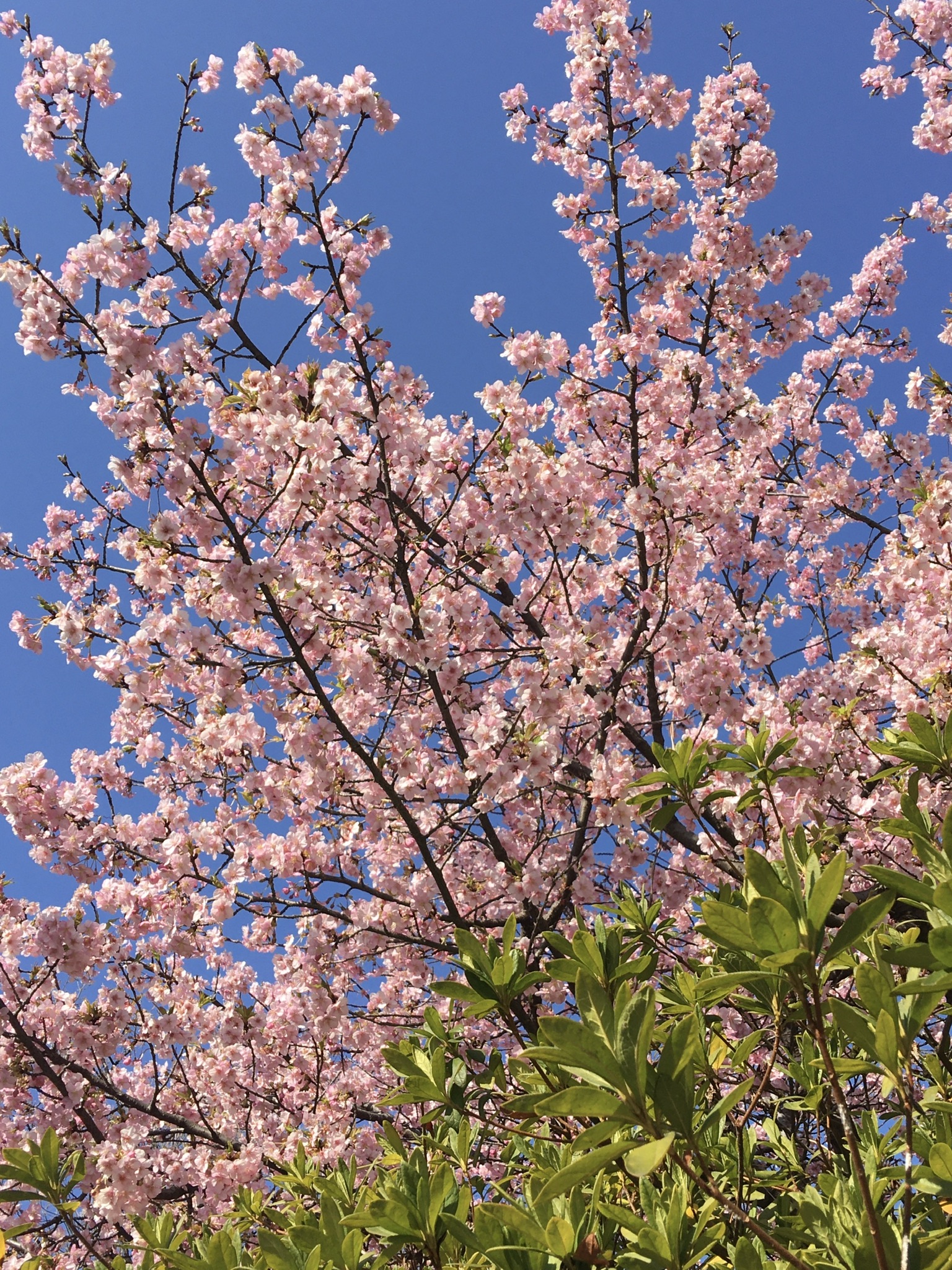 CB8E188A-3103-40B9-AD63-DC14AB12E3F8