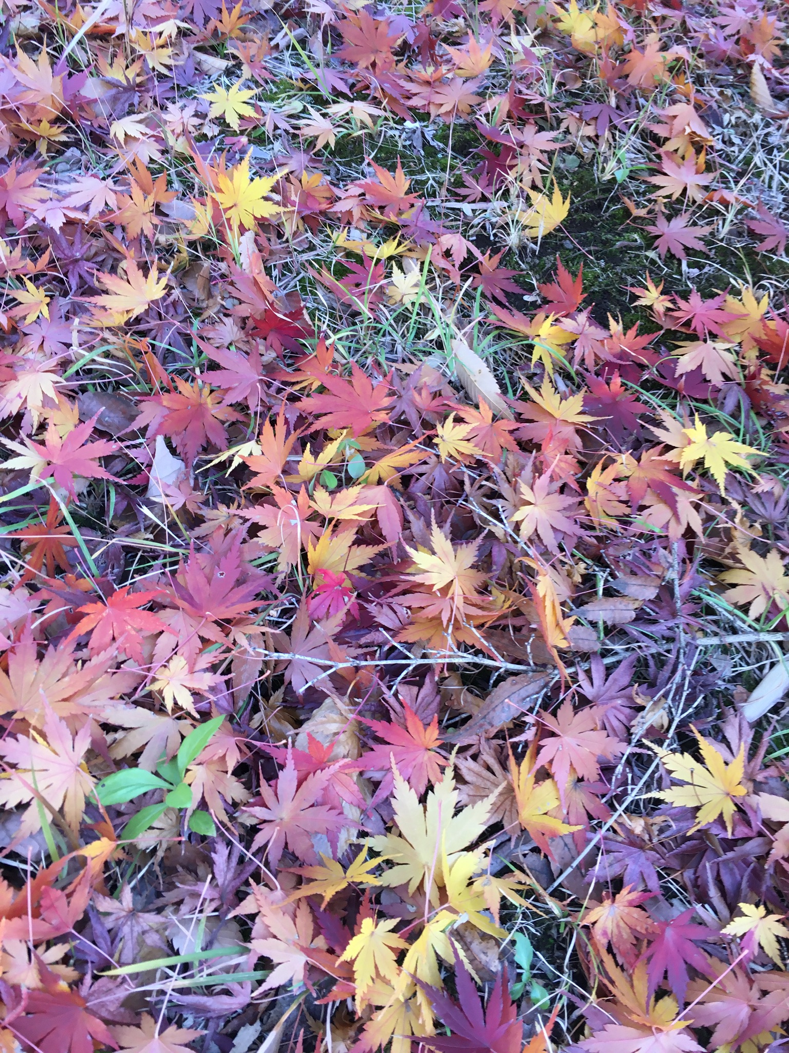 DAB70FC1-1303-4B08-964D-231FBD0D04D5