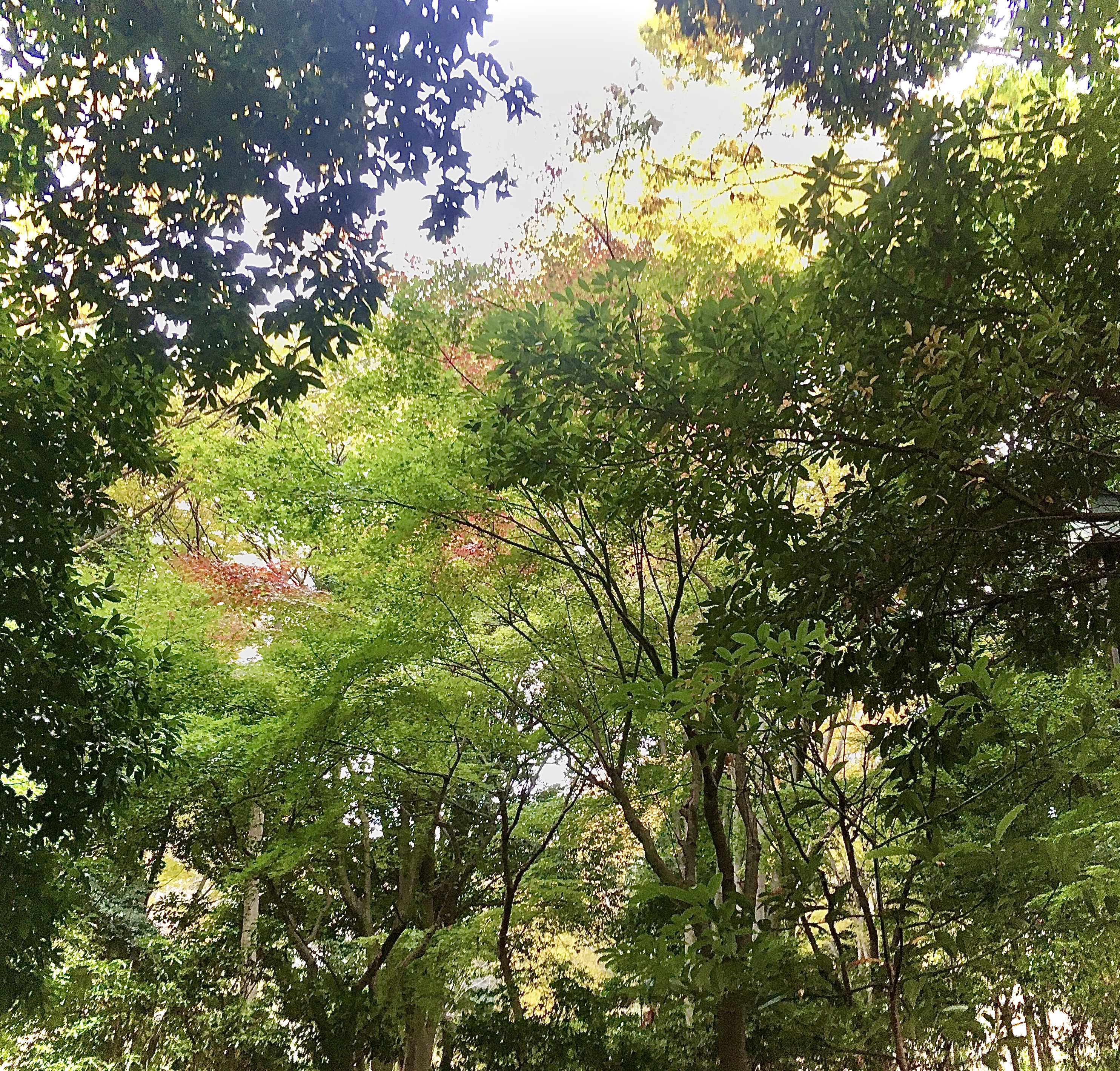 FDDC7D3F-E4A6-49FA-A25A-D38F967A676C