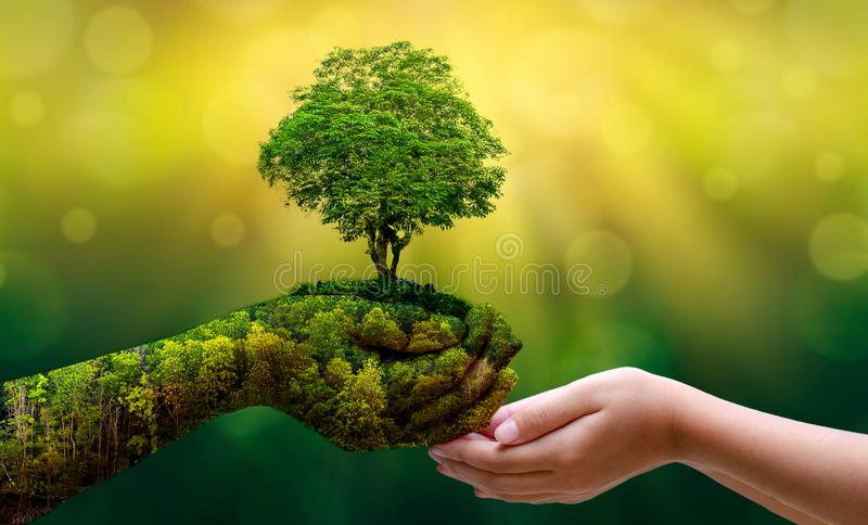 jour-de-terre-d-environnement-dans-les-mains-des-arbres-cultivant-jeunes-plantes-bokeh-verdissent-la-main-femelle-fond-tenant-l-130247647